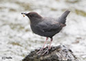 Cinclus mexicanus